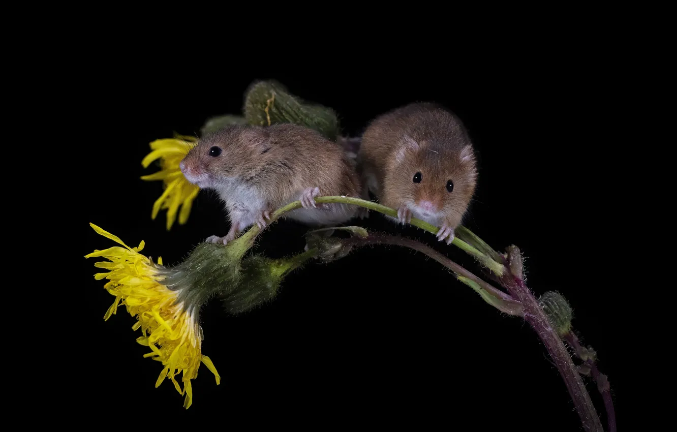 Photo wallpaper flowers, yellow, two, mouse, mouse, black background, a couple, Duo