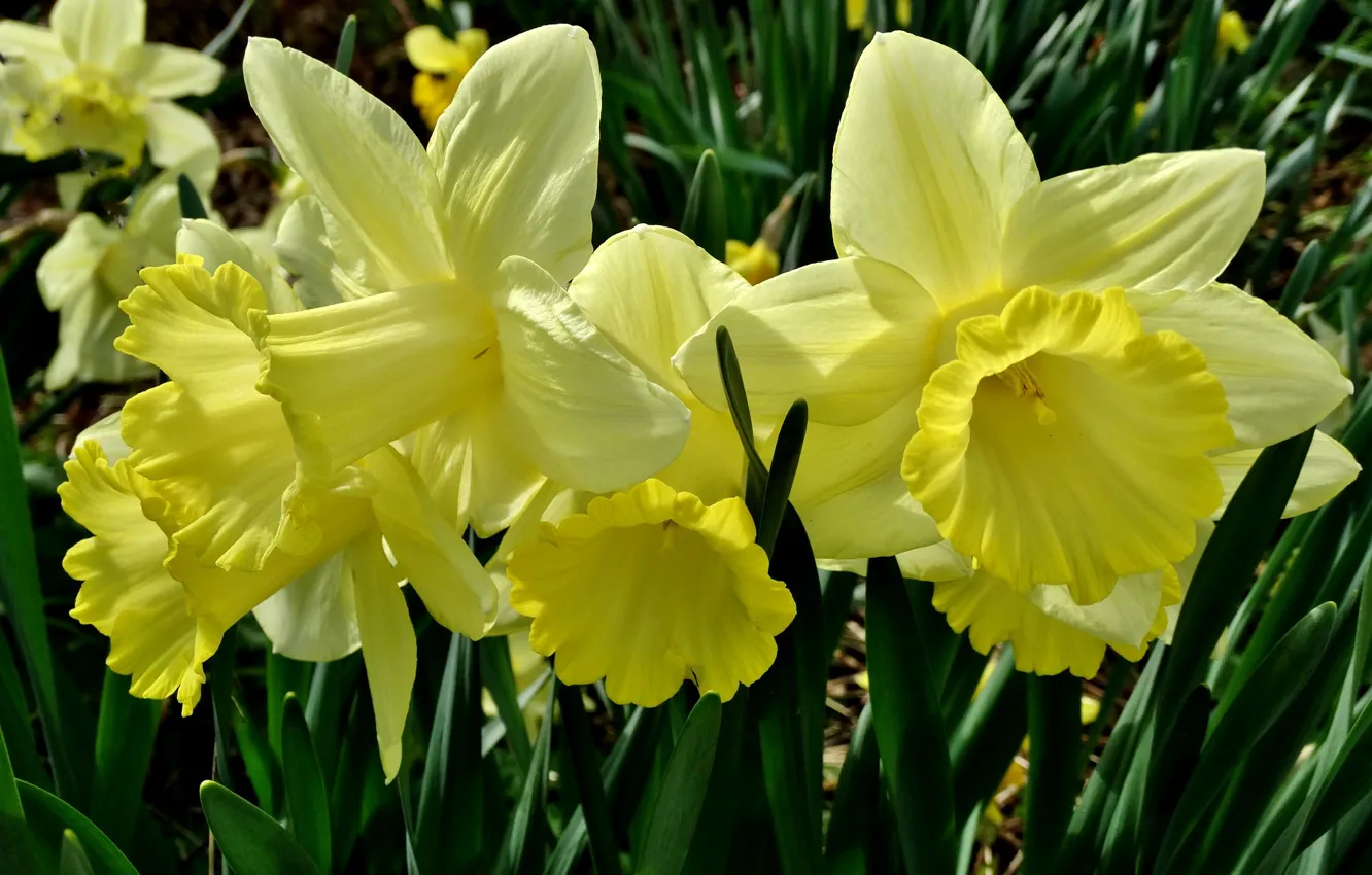 Photo wallpaper macro, yellow, petals, daffodils