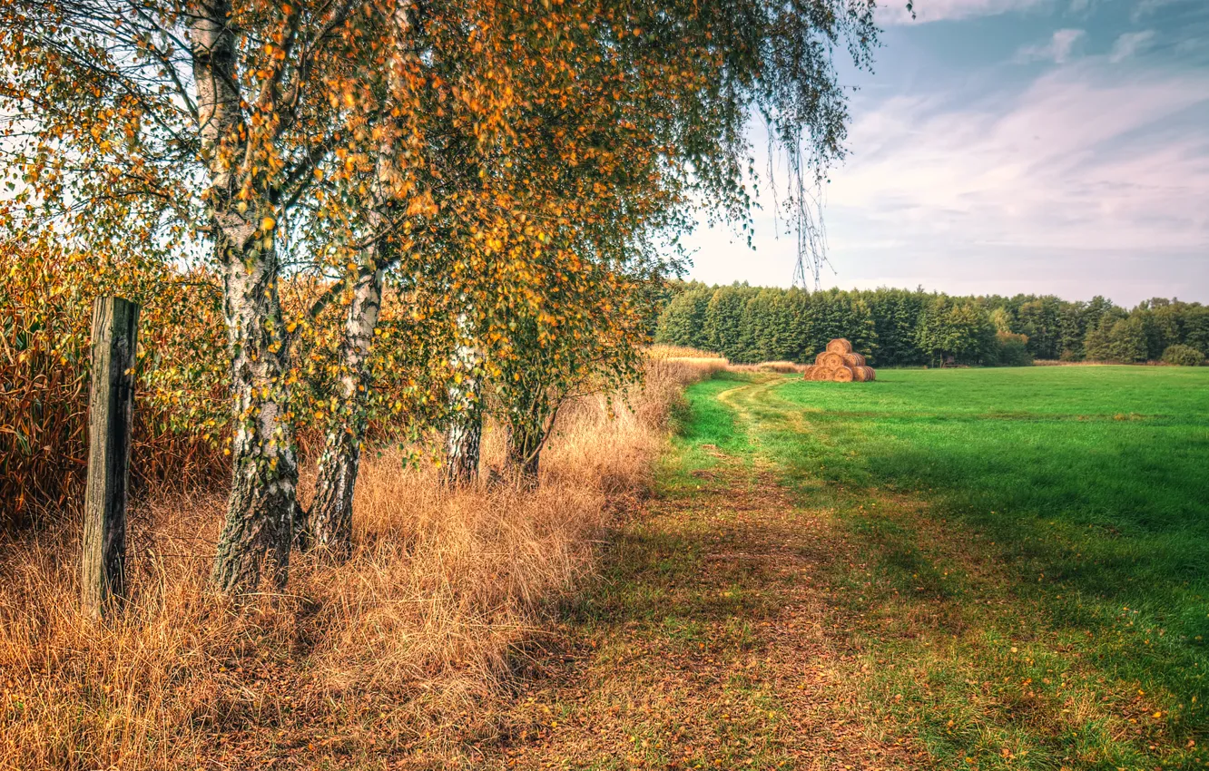 Photo wallpaper field, autumn, the sky, grass, trees, hay, birch