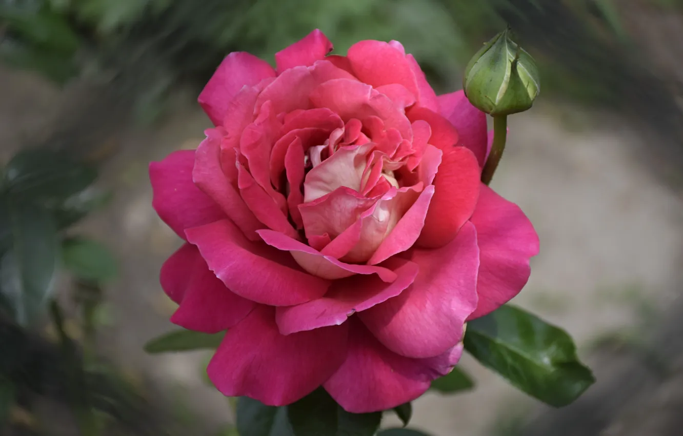 Photo wallpaper Rose, Rose, Pink rose, Pink rose