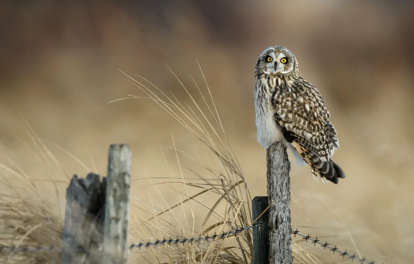 Photo wallpaper grass, look, background, owl, bird, the fence, barbed wire, columns