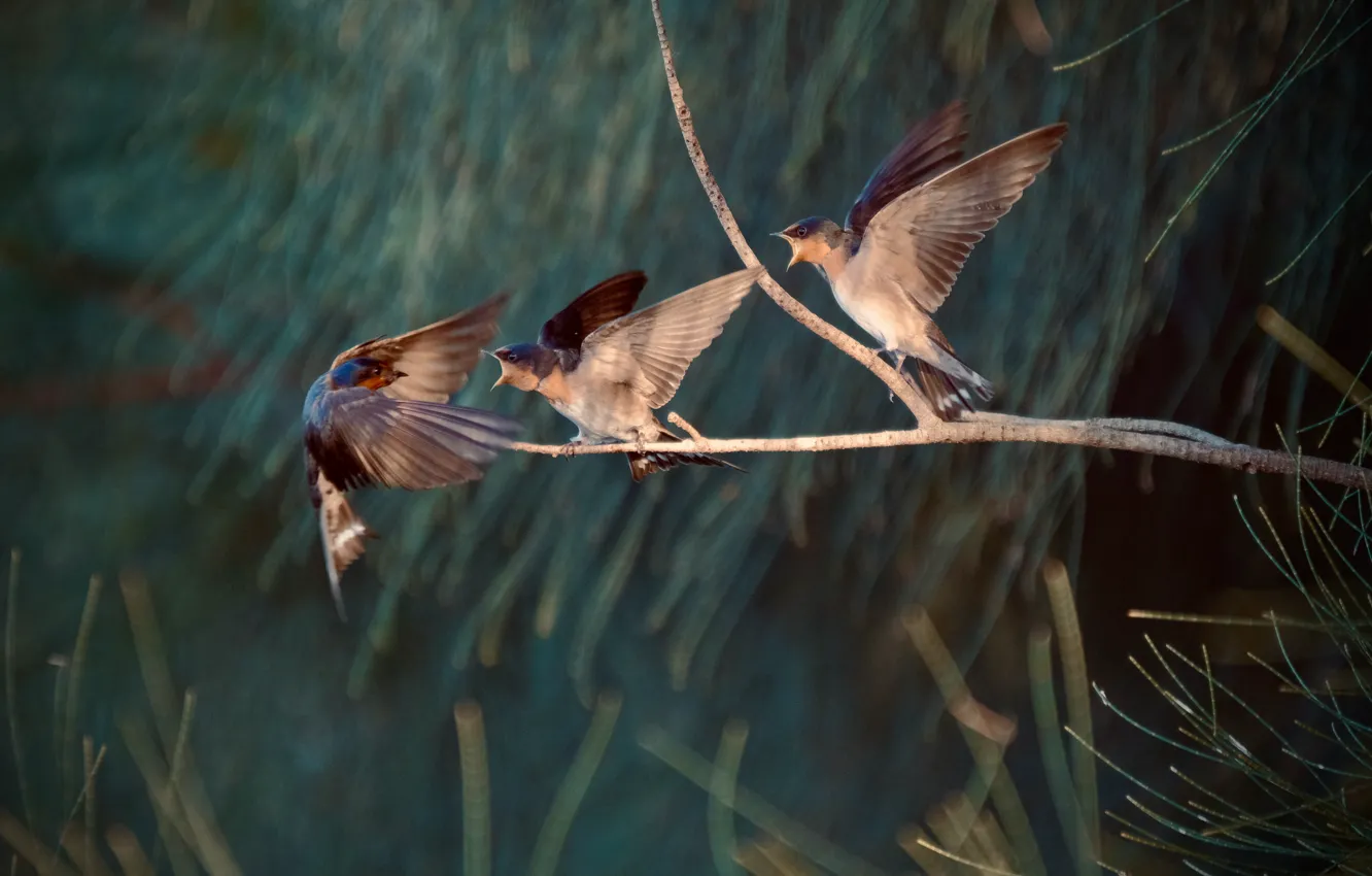 Photo wallpaper trees, pose, bird