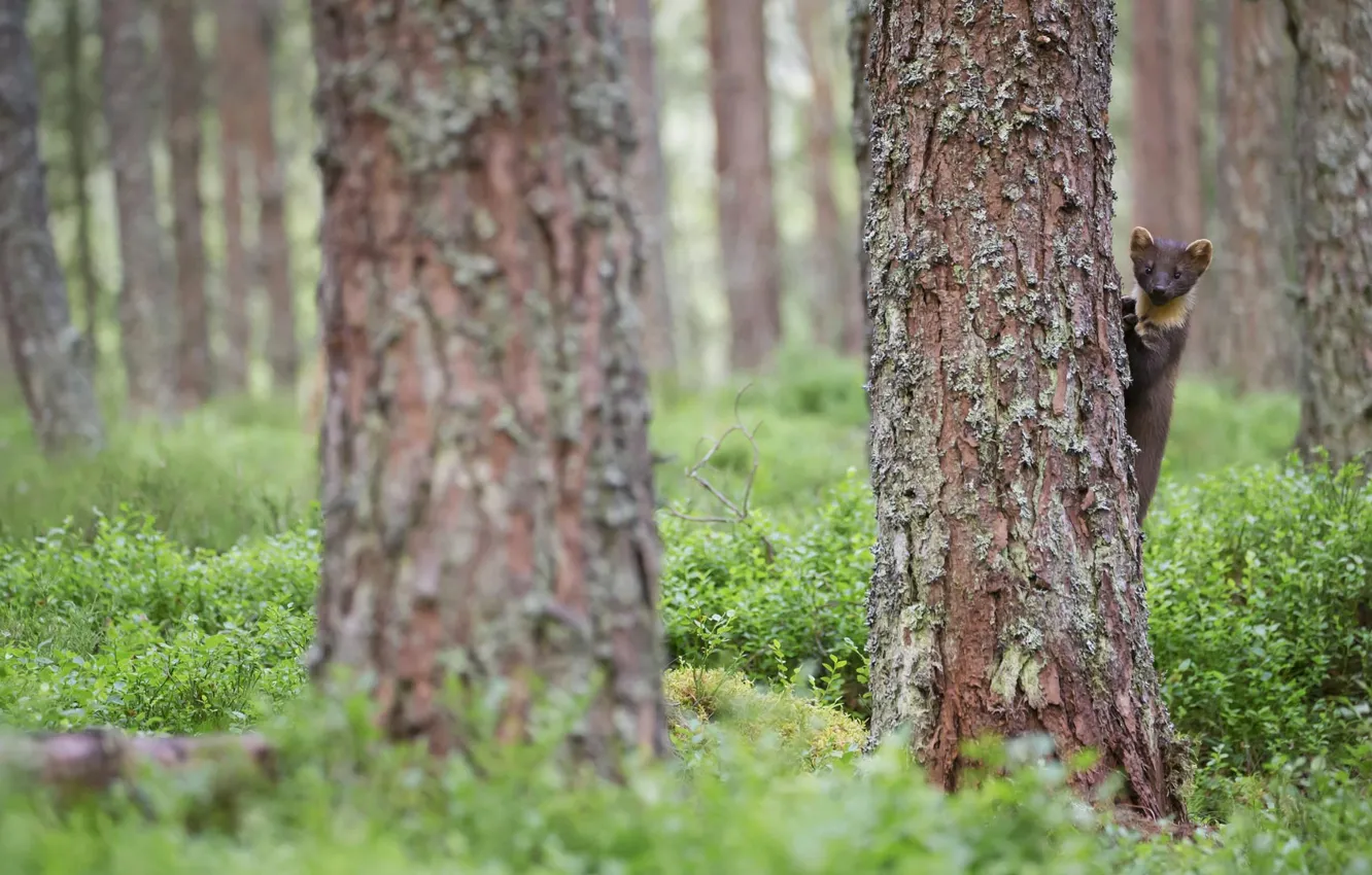 Photo wallpaper trees, nature, Scotland, Marten, Cairngorms