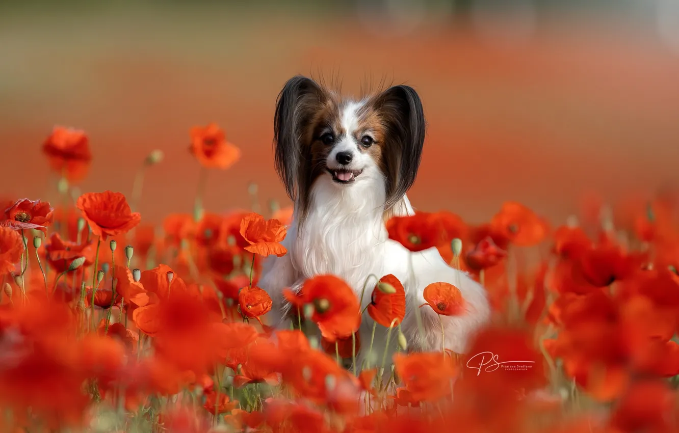 Photo wallpaper flowers, Maki, dog, Papillon, Svetlana Pisareva