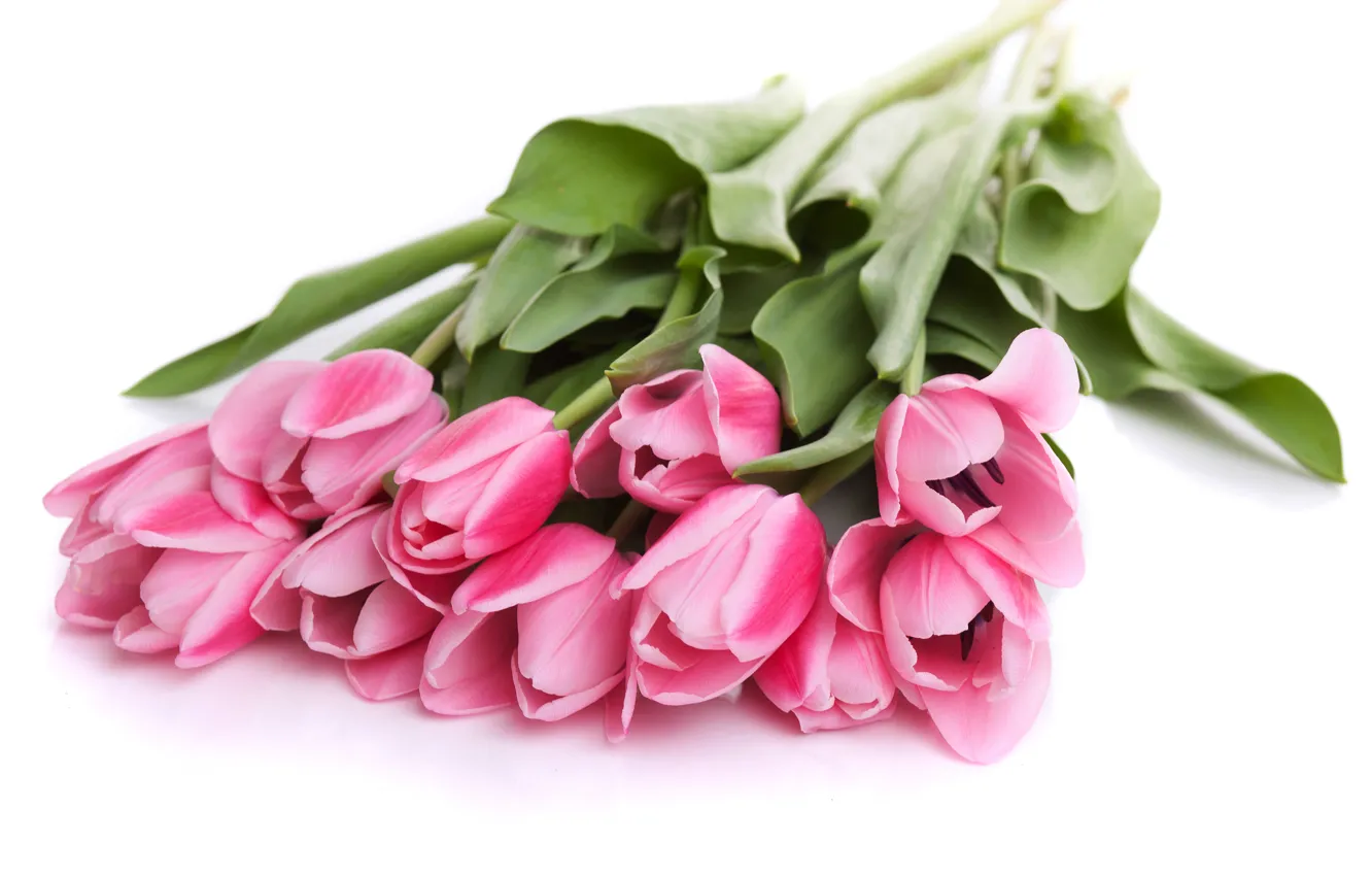 Photo wallpaper Pink, tulips, pink, color, Tulips