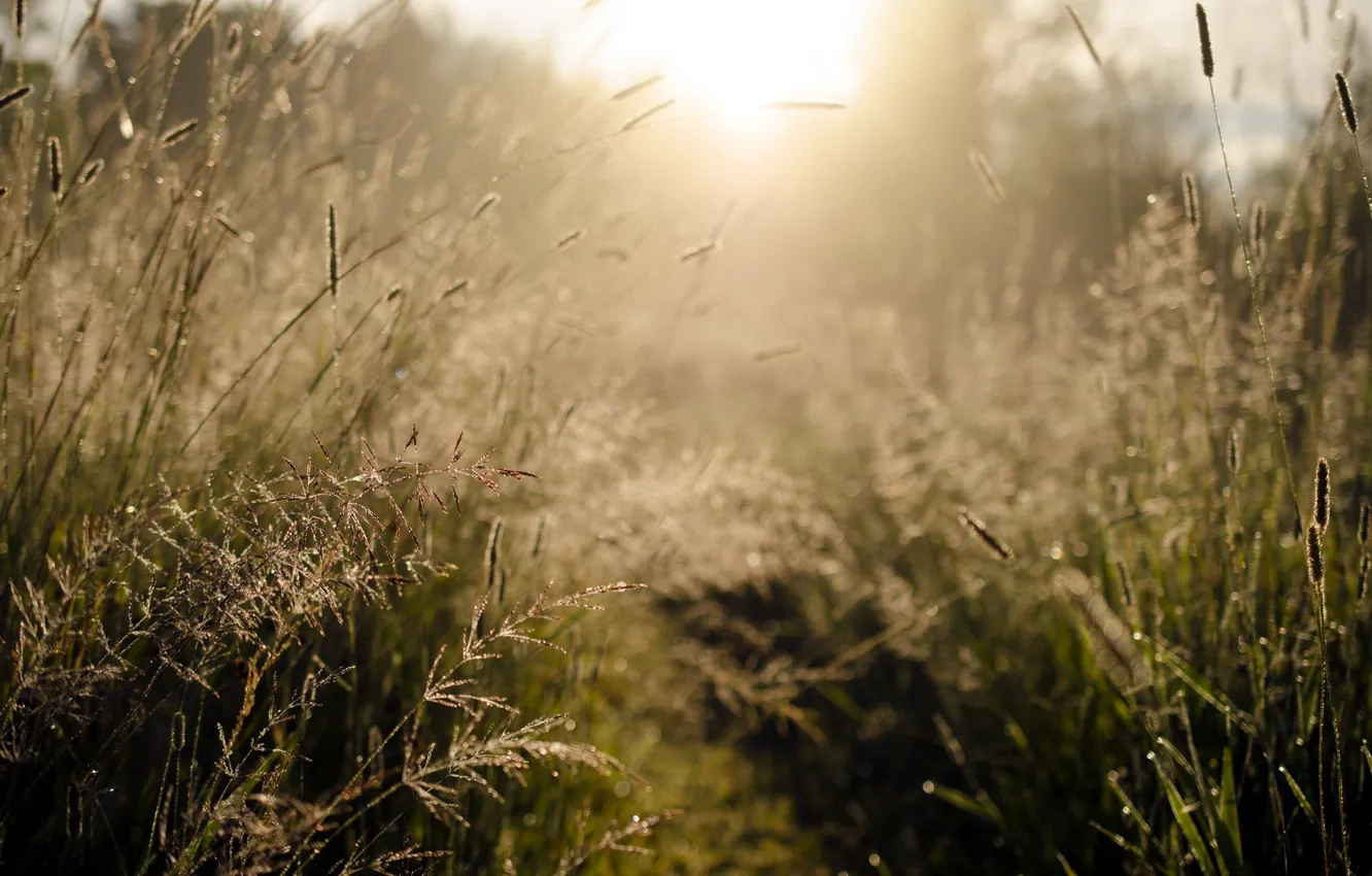 Photo wallpaper grass, light, nature, morning