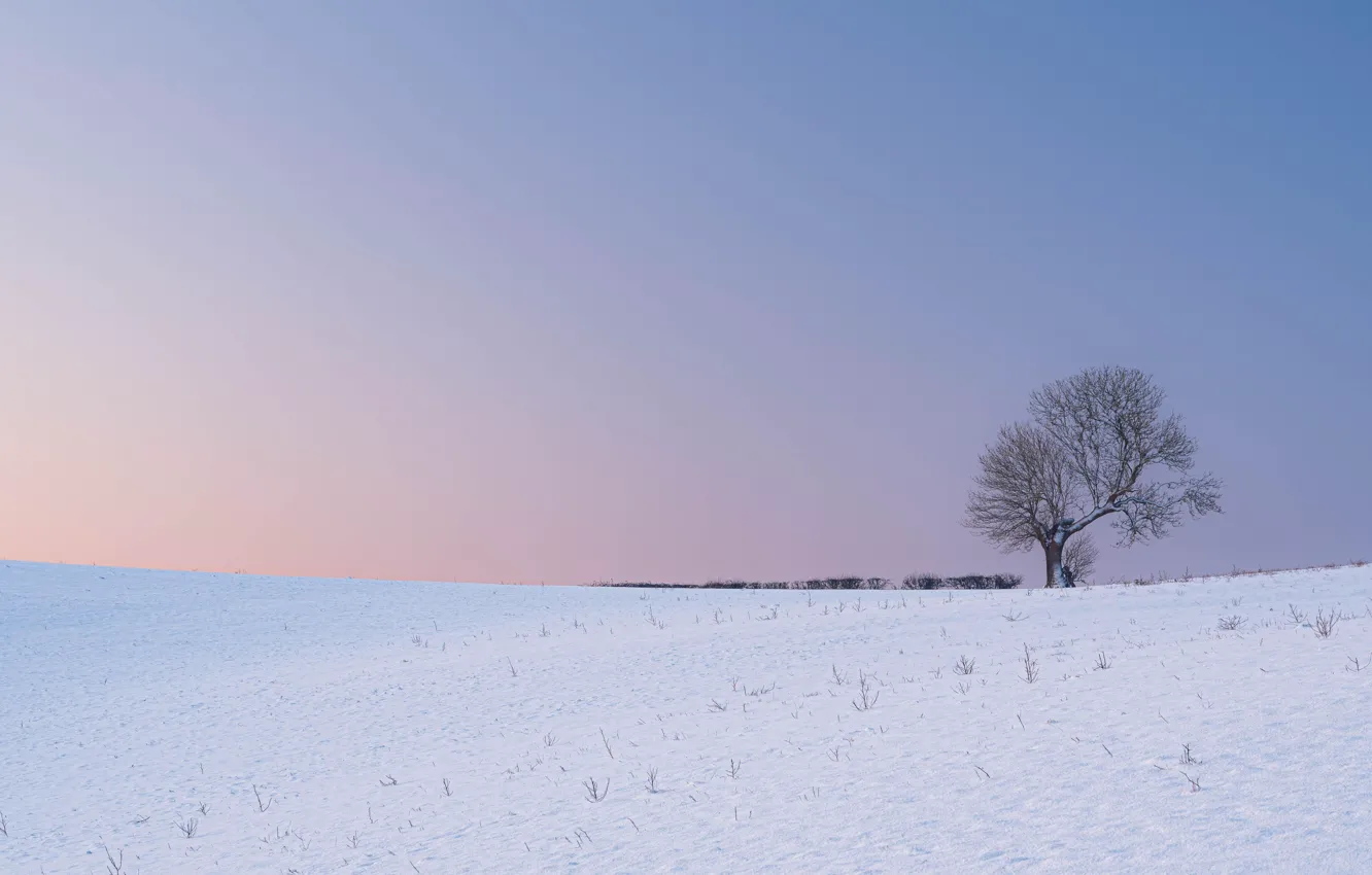 Photo wallpaper winter, snow, tree, morning