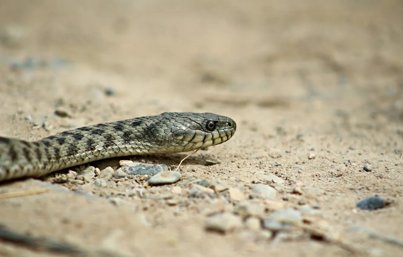 Photo wallpaper sand, background, snake, predator, reptile