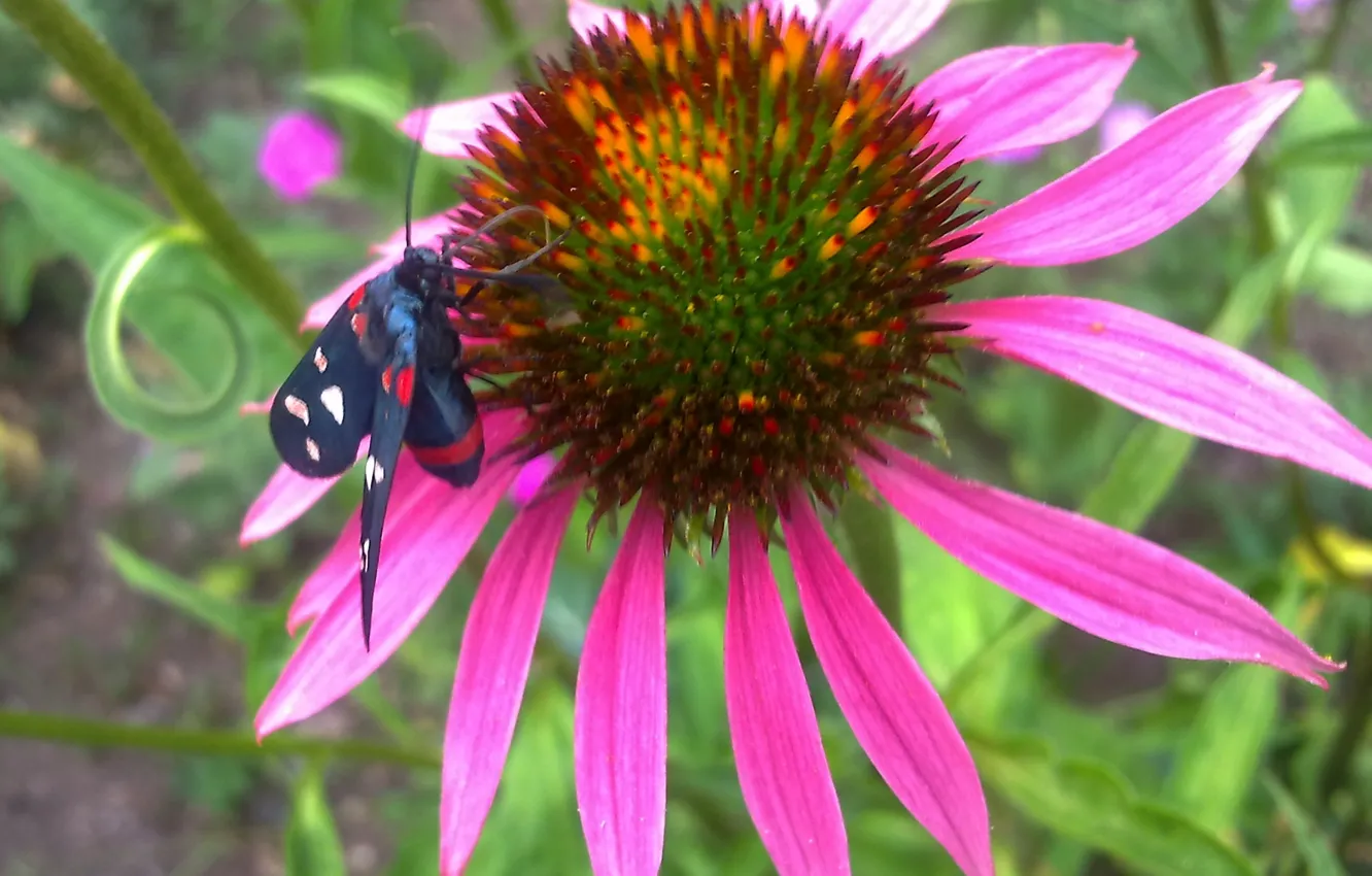 Photo wallpaper flowers, butterfly, June, Echinacea, summer day