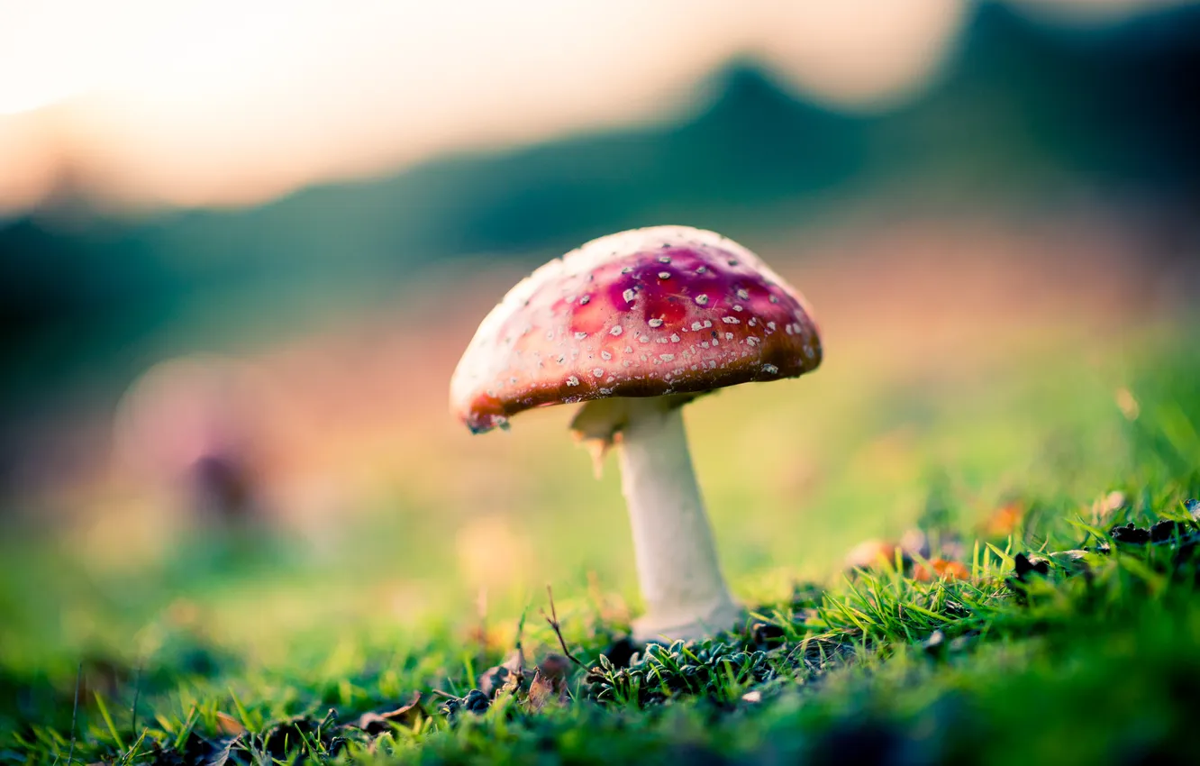 Photo wallpaper grass, mushrooms, bokeh