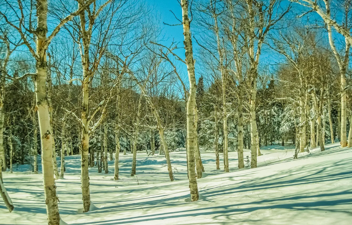 Photo wallpaper winter, forest, the sky, snow, trees