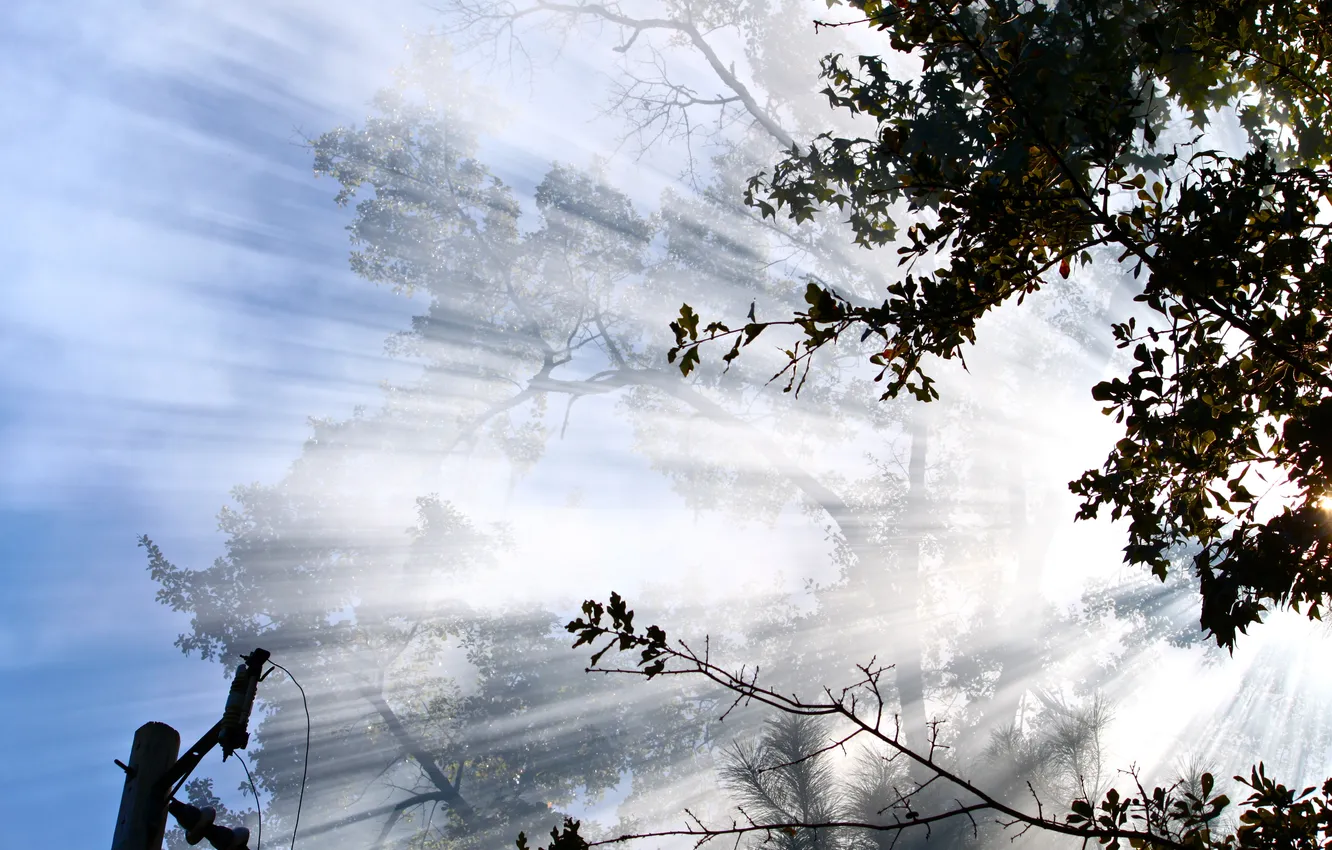 Photo wallpaper the sky, leaves, clouds, light, trees, landscape, nature, bright