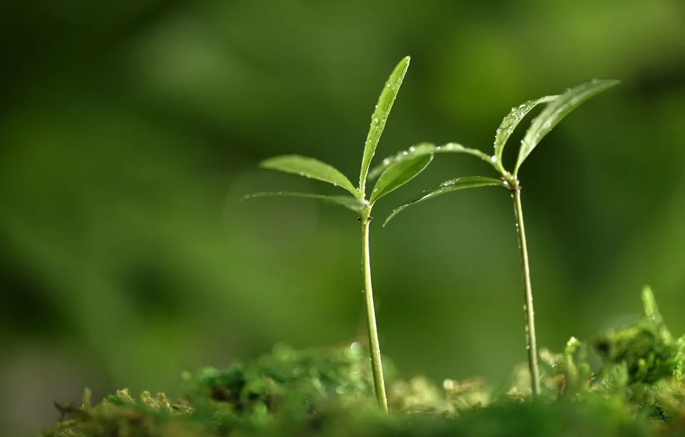 Photo wallpaper greens, macro, green, plant, Rostock, spring, leaf