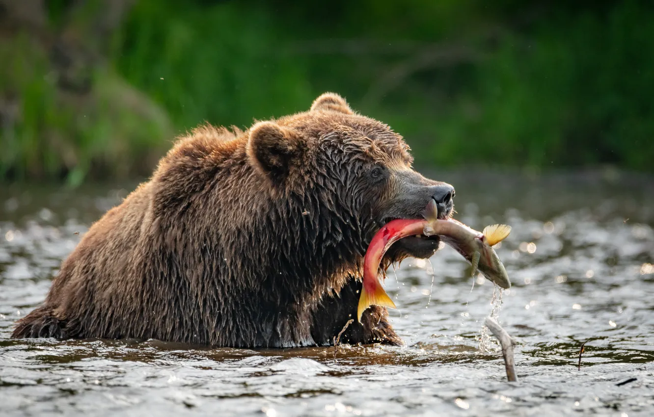 Photo wallpaper bear, food, fishing, nourishment