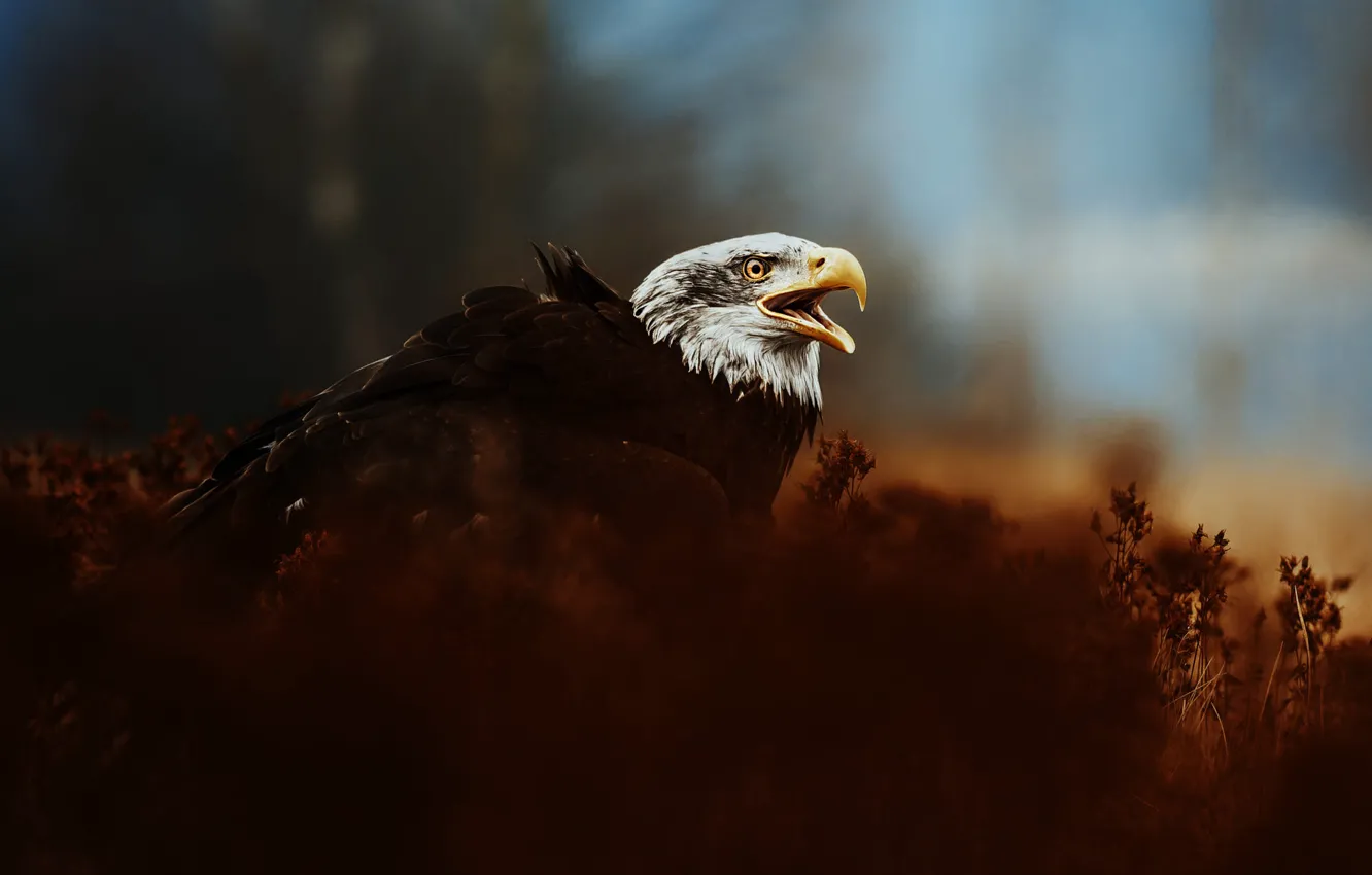 Photo wallpaper the dark background, thickets, bird, bald eagle