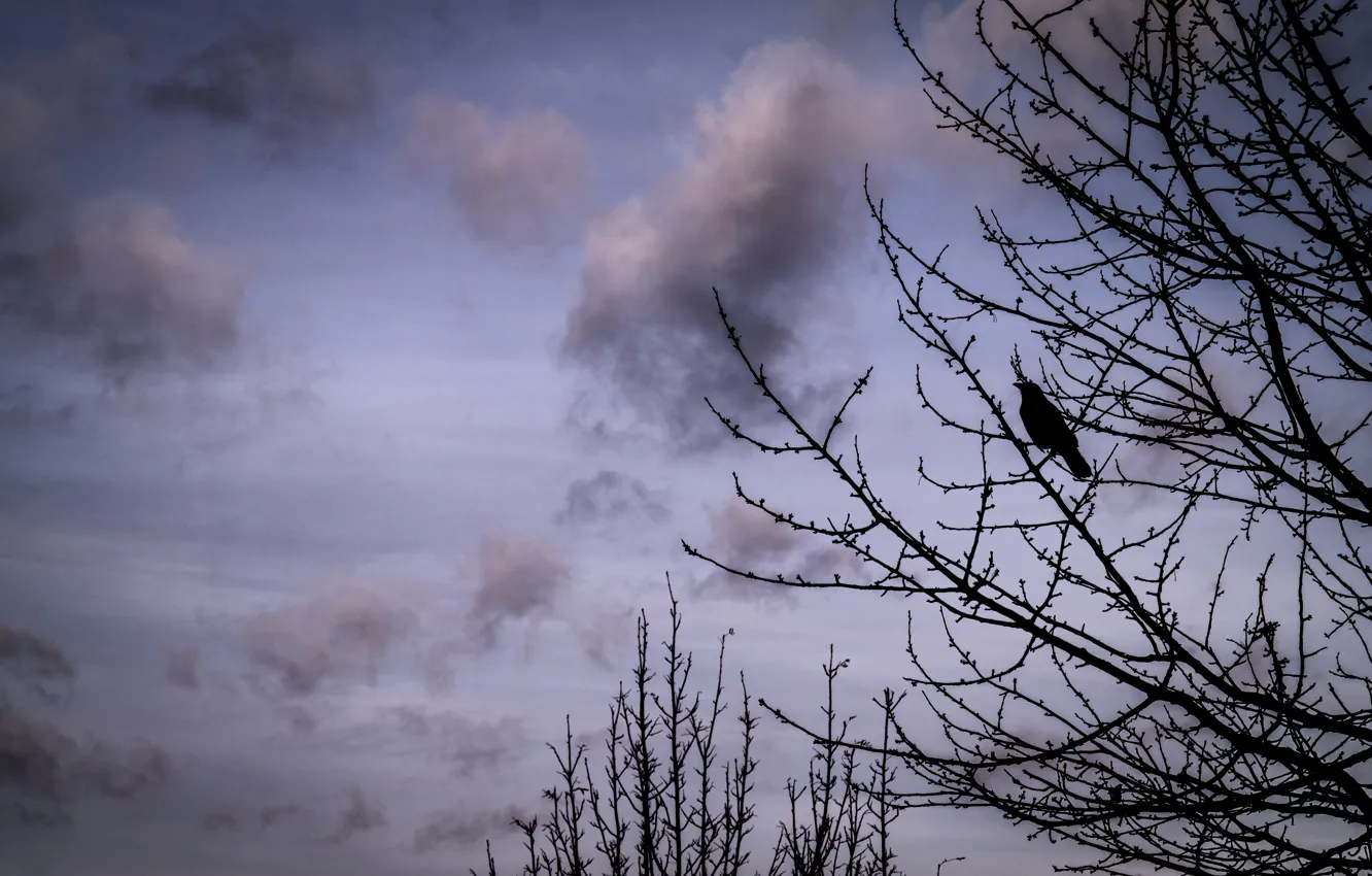 Photo wallpaper Clouds, Sky, Winter, Tree, Bird, Branches, Crow