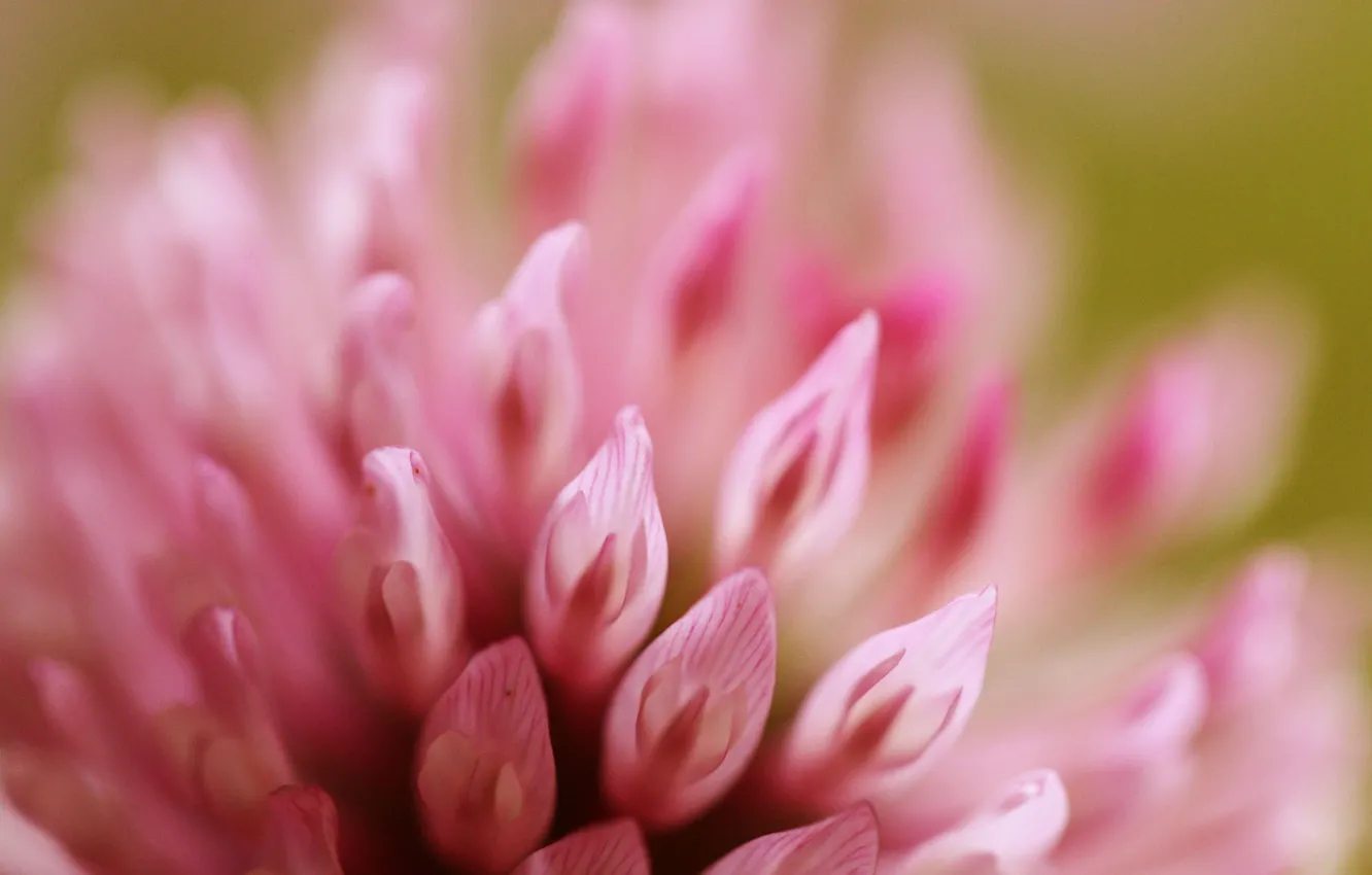 Photo wallpaper macro, flowers, clover, pink