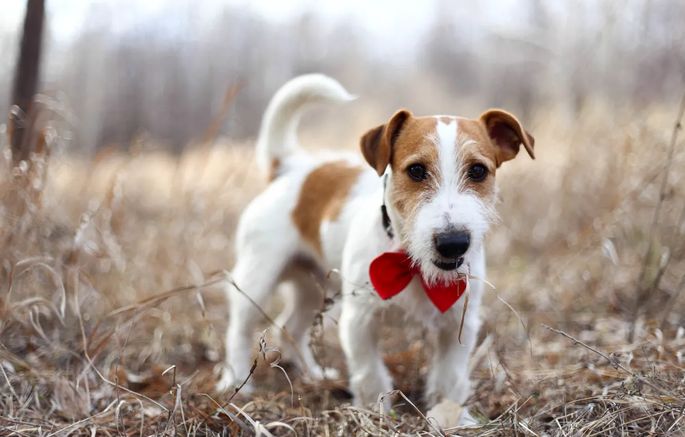 Photo wallpaper each, dog, Jack Russell Terrier