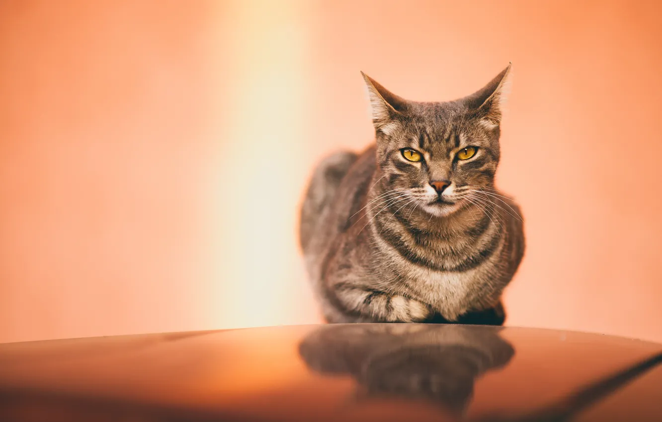 Photo wallpaper cat, cat, look, face, surface, grey, background, lies