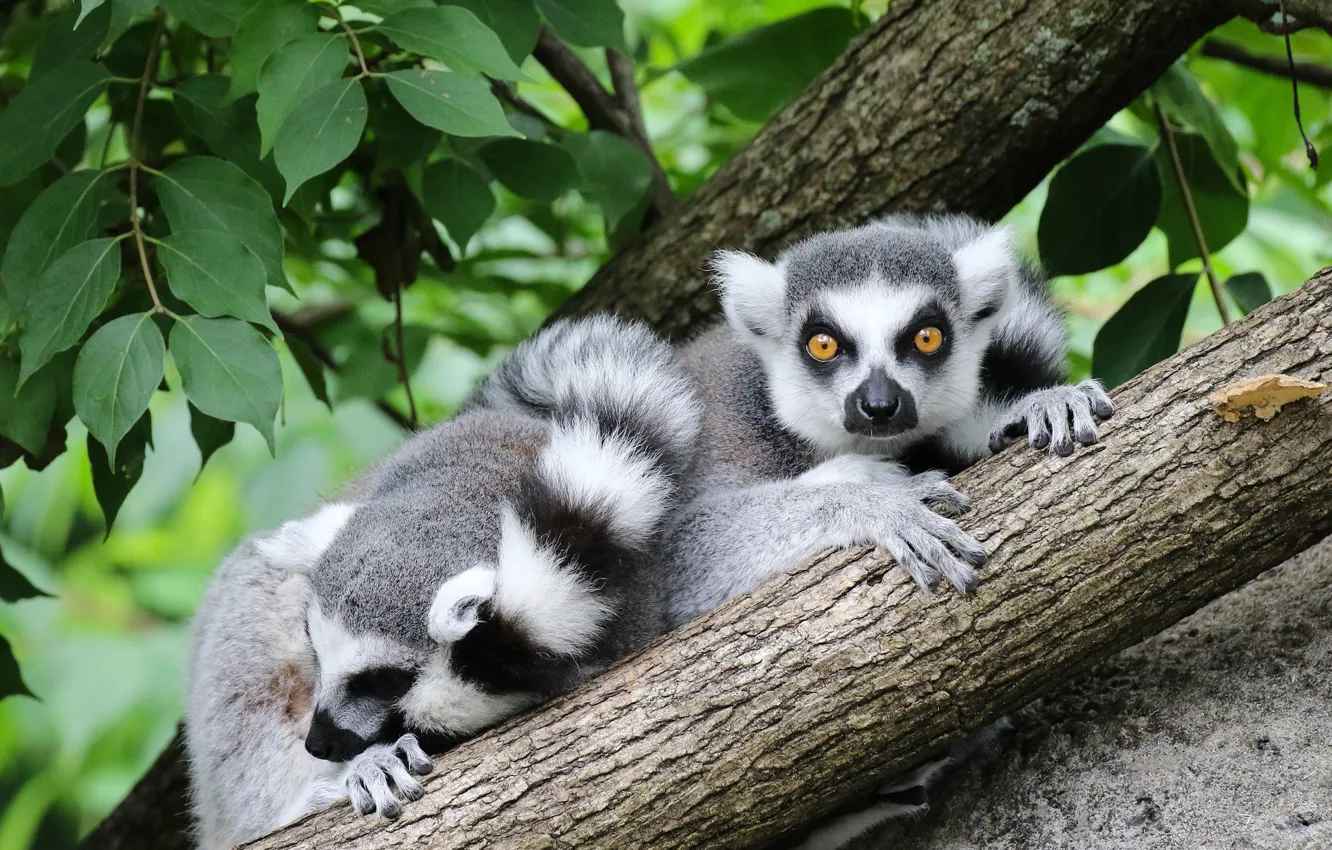 Photo wallpaper trees, nature, pose, foliage, two, paws, pair, tail
