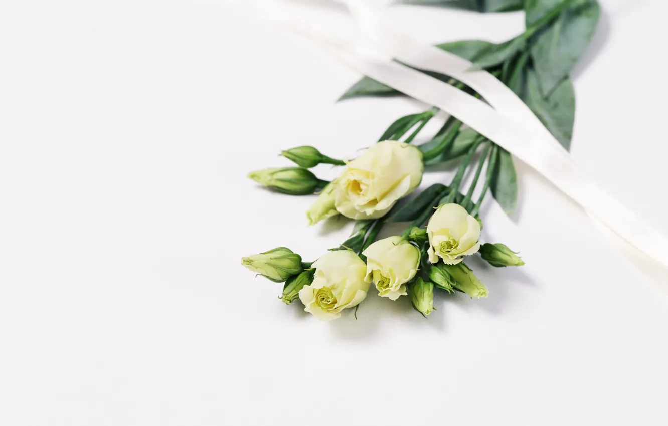 Photo wallpaper flowers, bouquet, tape, gentle, white, buds, beautiful, eustoma