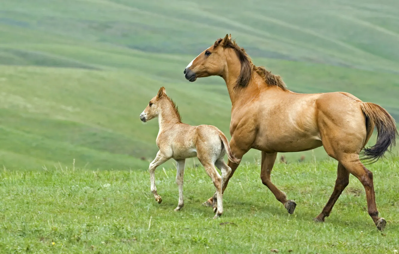 Photo wallpaper grass, horse, foal