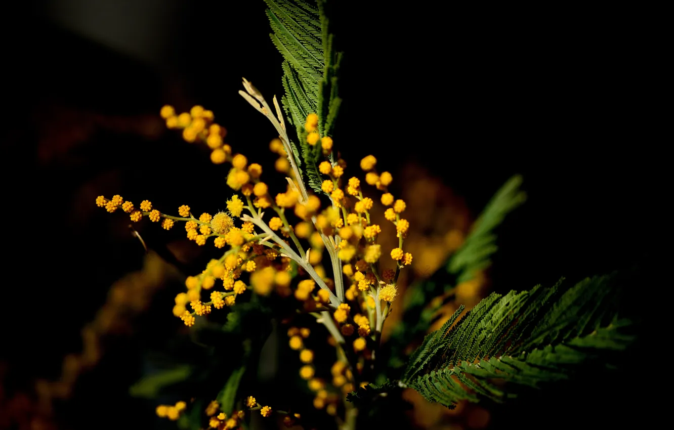 Photo wallpaper macro, flowers, nature, spring, Mimosa