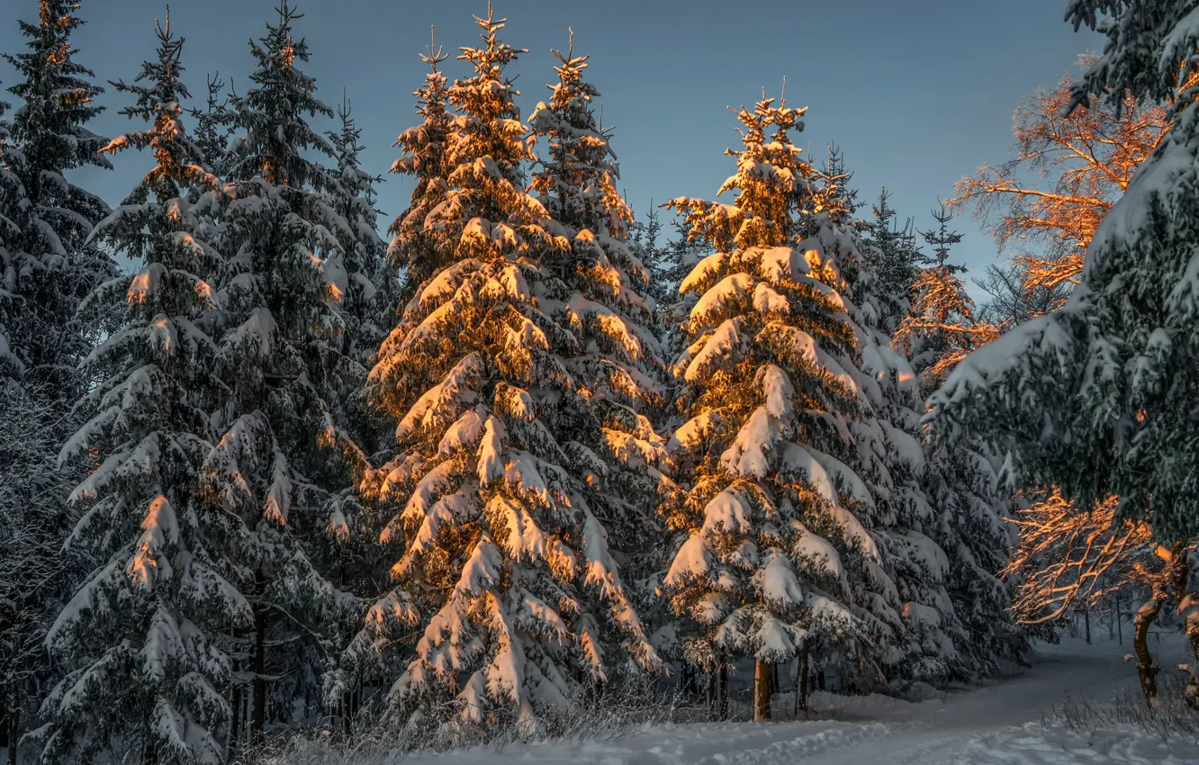 Photo wallpaper Nature, Winter, Snow, Forest