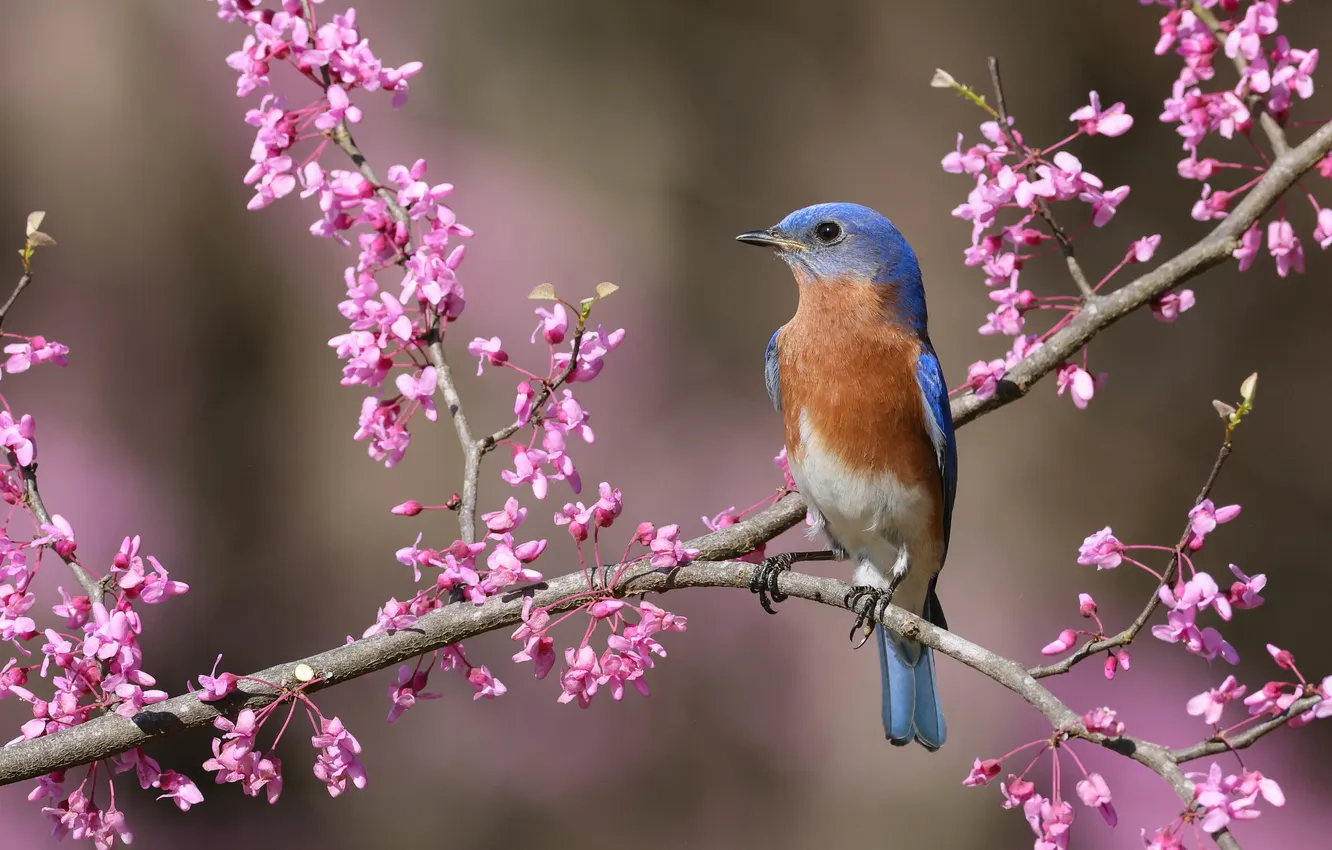 Photo wallpaper flowers, bokeh, bird, flowering, branches, spring