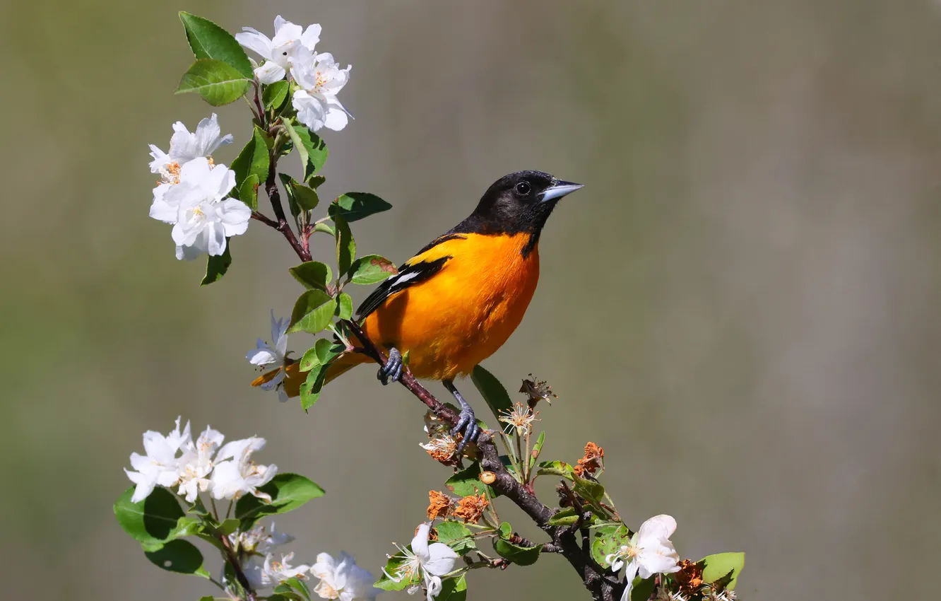 Photo wallpaper flowers, branches, bird, spring, flowering, bokeh
