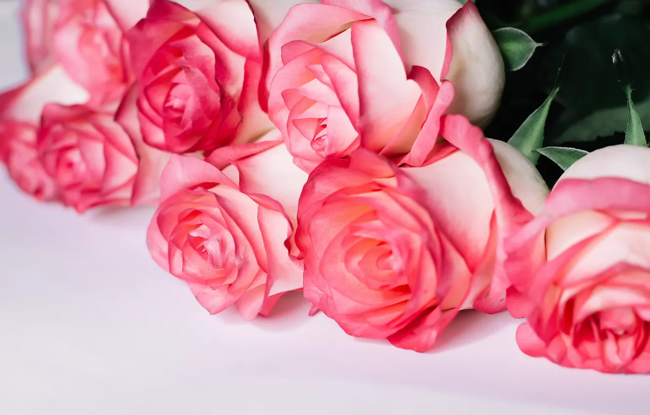 Photo wallpaper roses, bouquet, gentle, pink, Olena Storozhuk