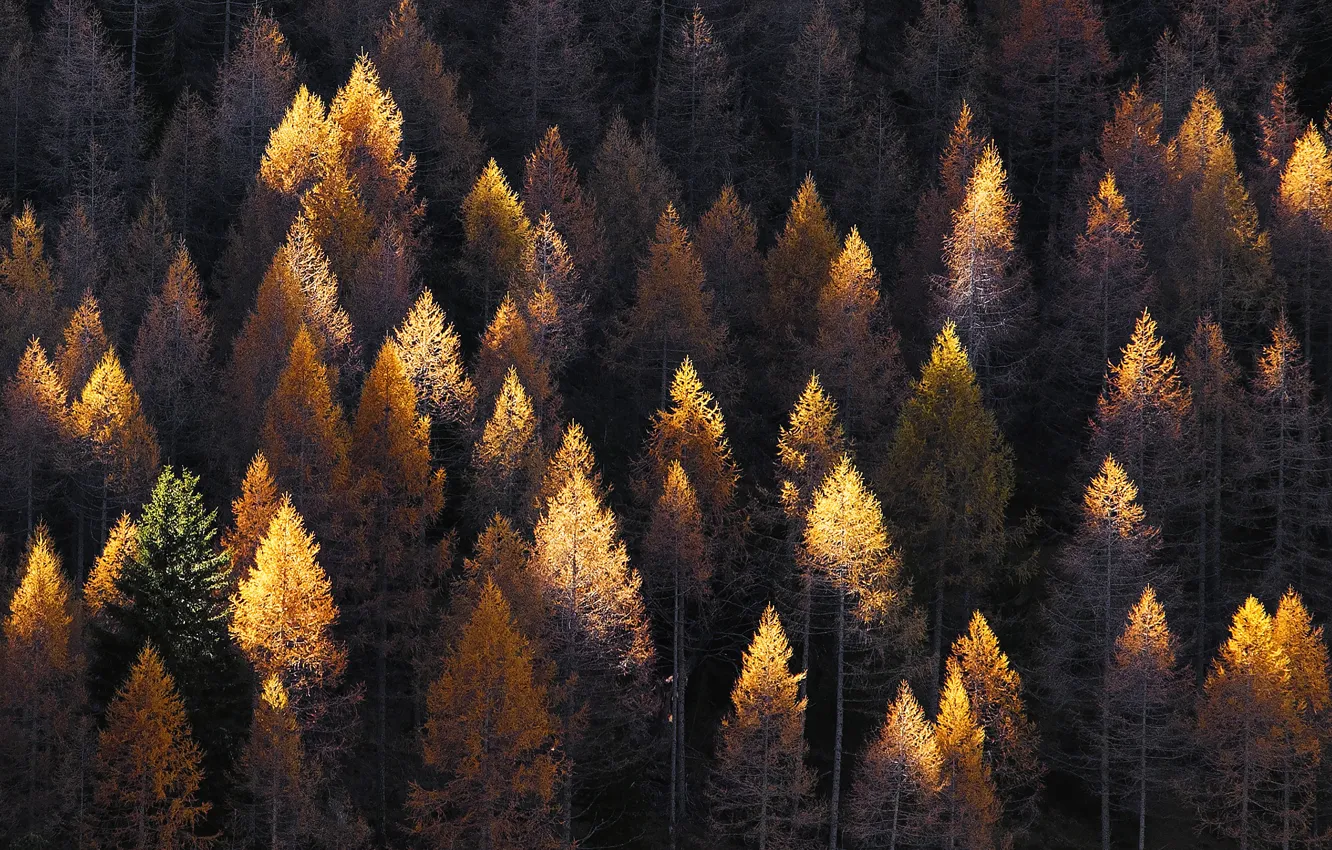 Photo wallpaper autumn, forest, trees, Switzerland