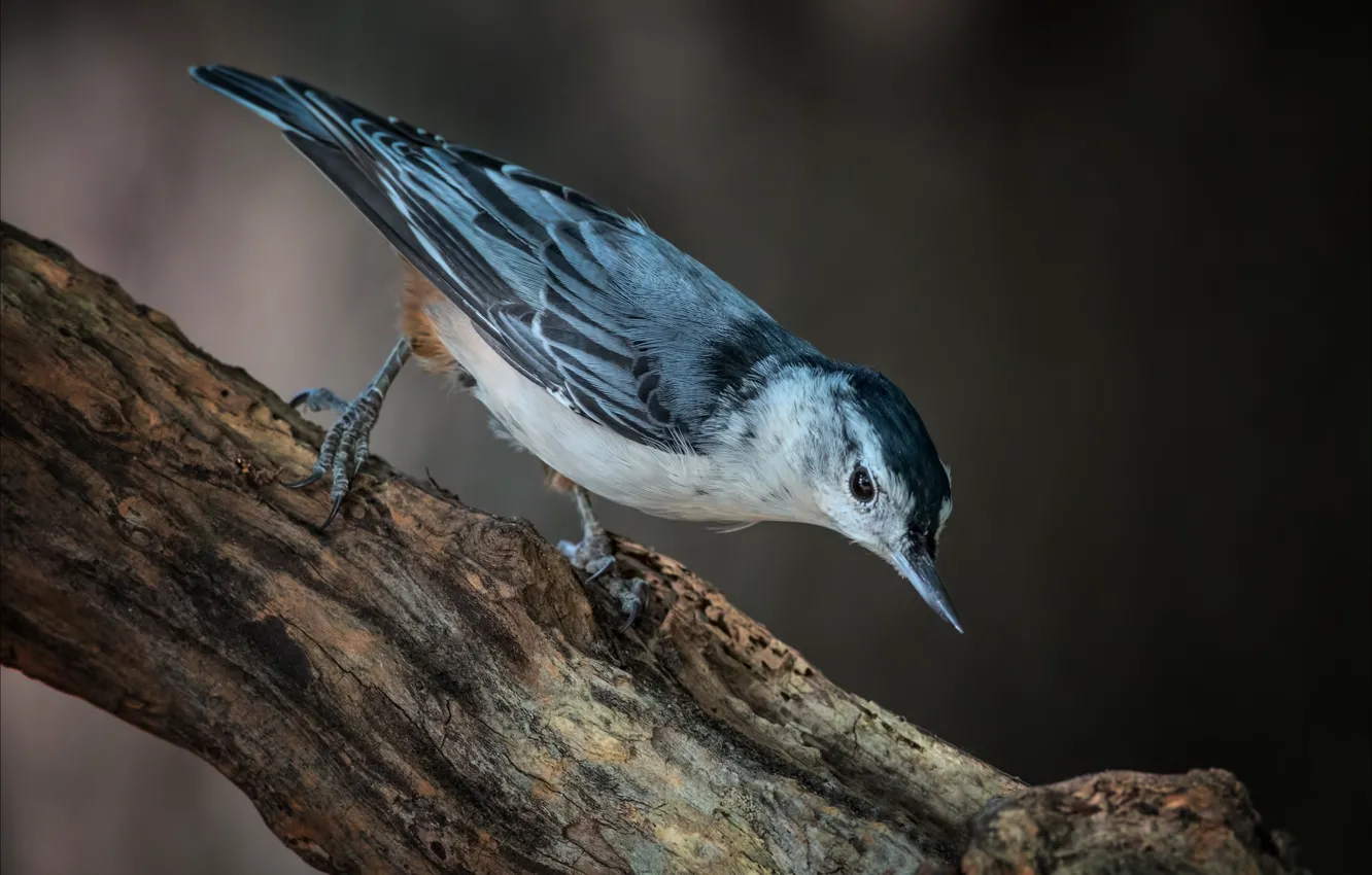 Photo wallpaper trees, background, blue bird