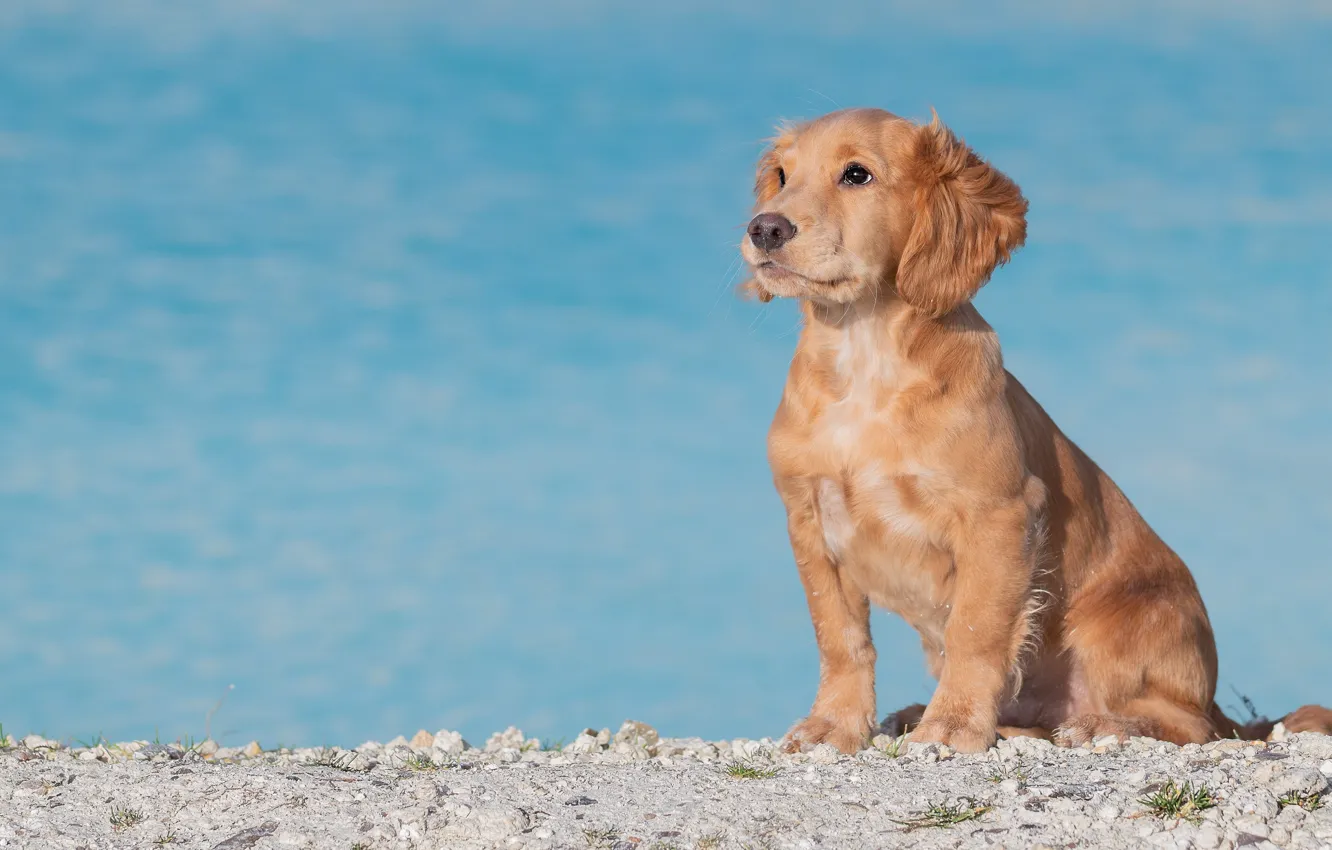 Photo wallpaper look, shore, dog, puppy, sitting, pond, Spaniel