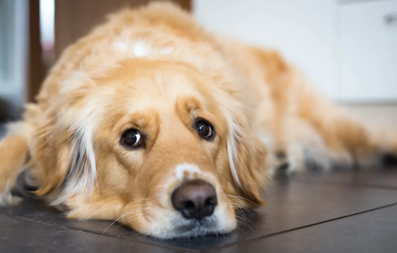 Photo wallpaper look, each, dog