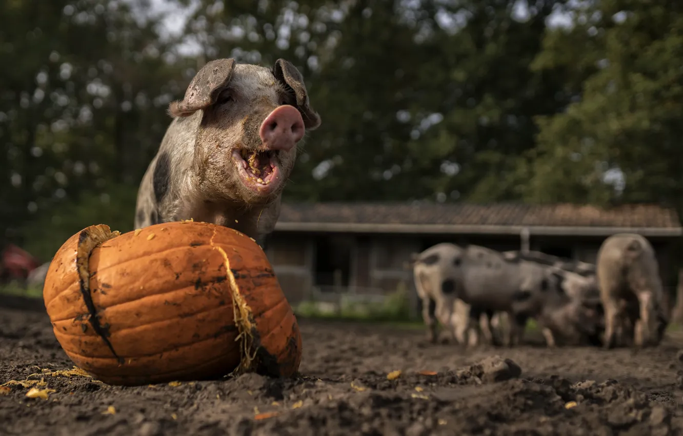 Photo wallpaper joy, pig, pumpkin