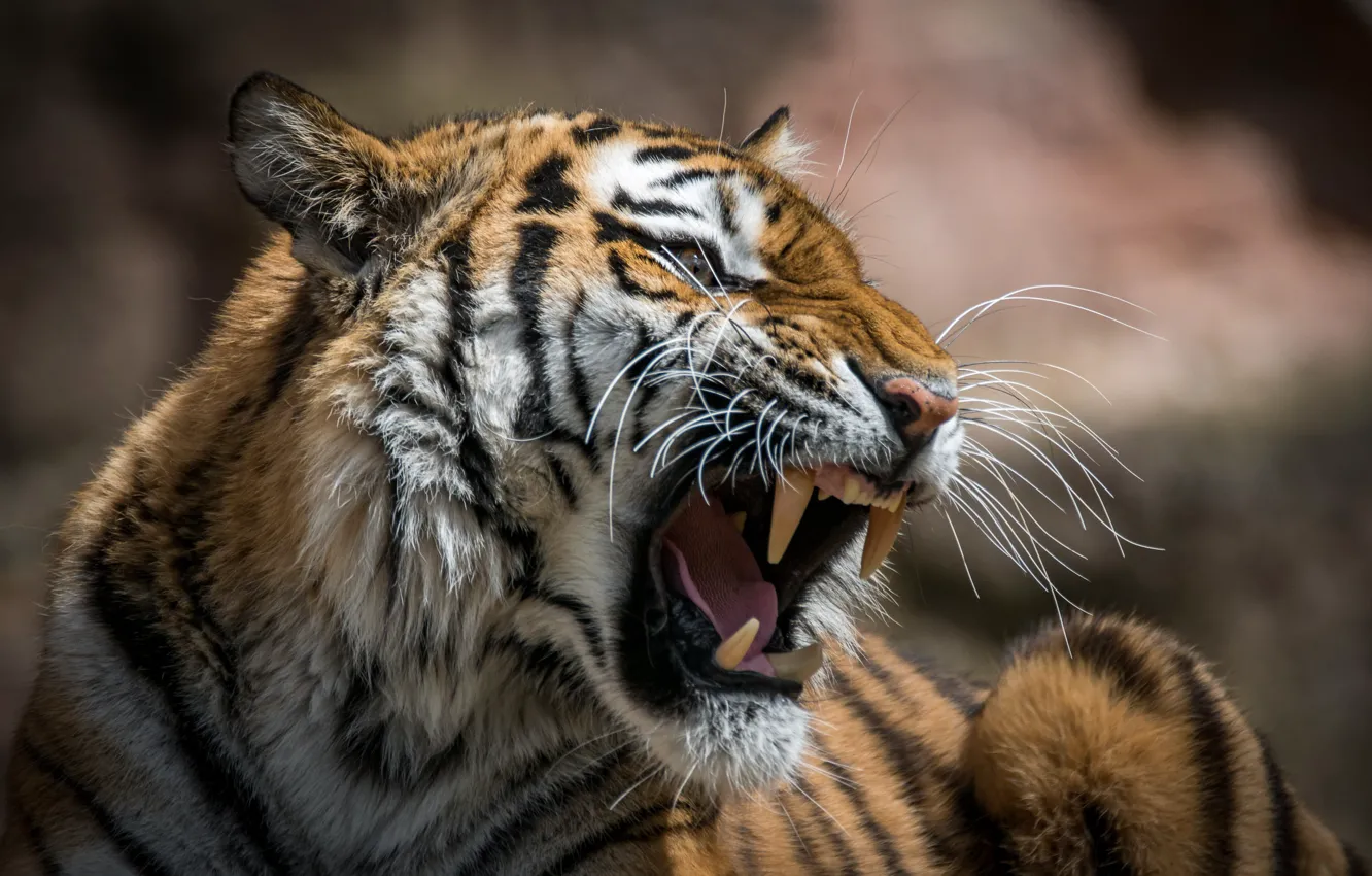 Photo wallpaper face, tiger, portrait, mouth, fangs, grin, evil, roar