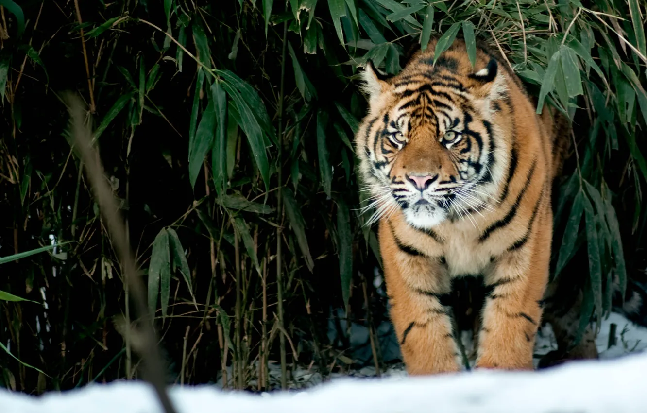 Photo wallpaper cat, look, snow, tiger