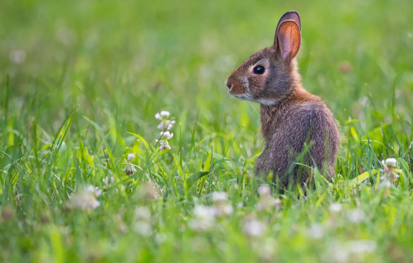 Photo wallpaper grass, glade, hare, baby, Bunny, hare