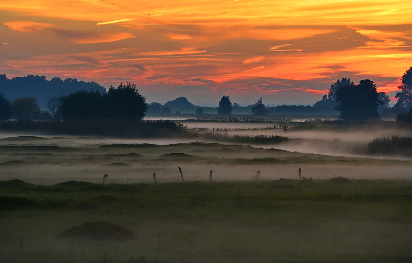 Photo wallpaper trees, fog, swamp, Germany, glow, Schleswig-Holstein, Elbe Valley, Wedel
