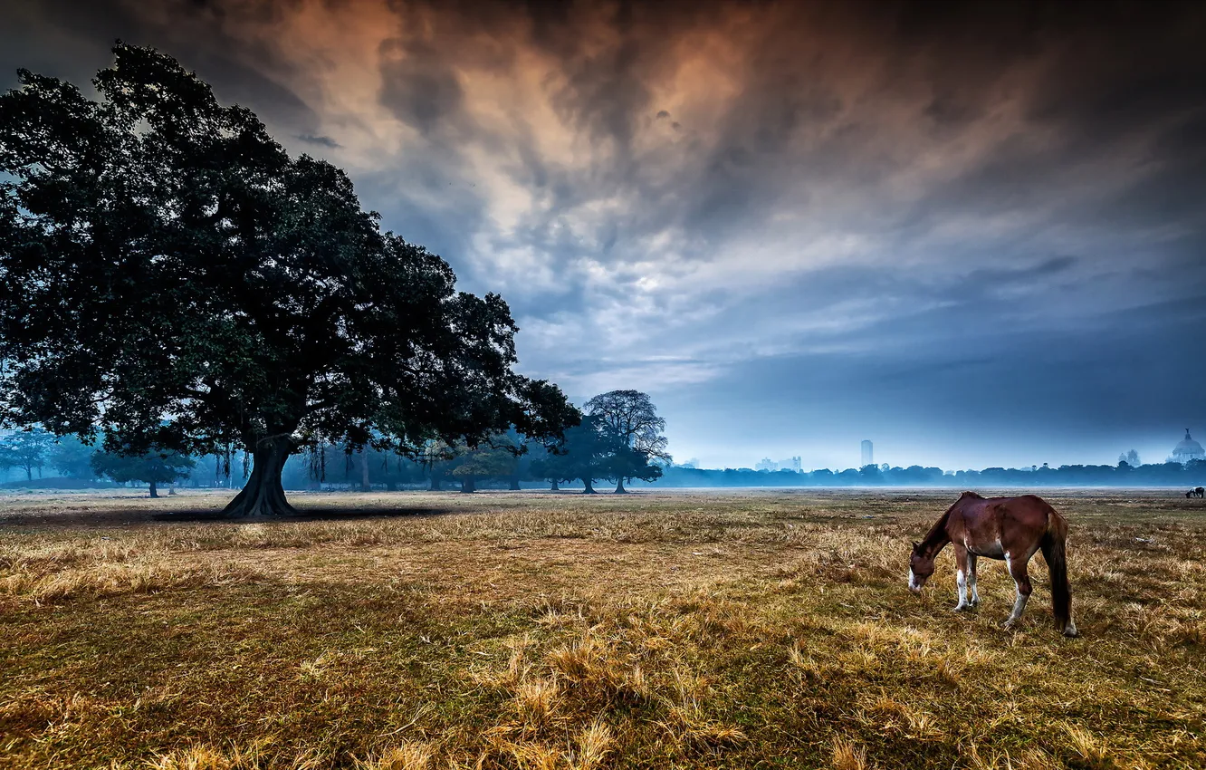 Photo wallpaper landscape, tree, morning, horse