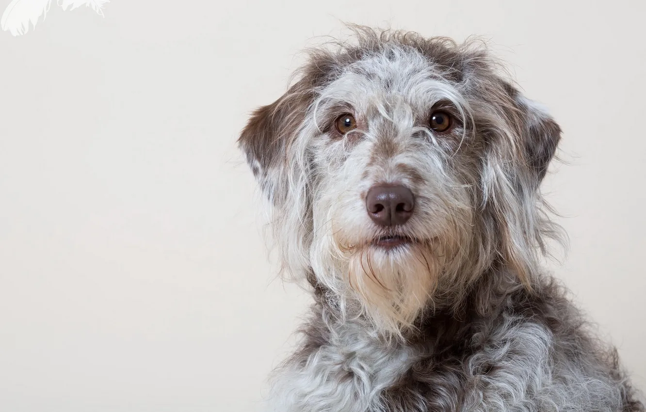 Photo wallpaper look, each, dog