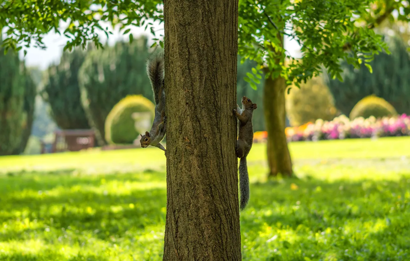 Photo wallpaper summer, grass, leaves, trees, nature, Park, lawn, protein