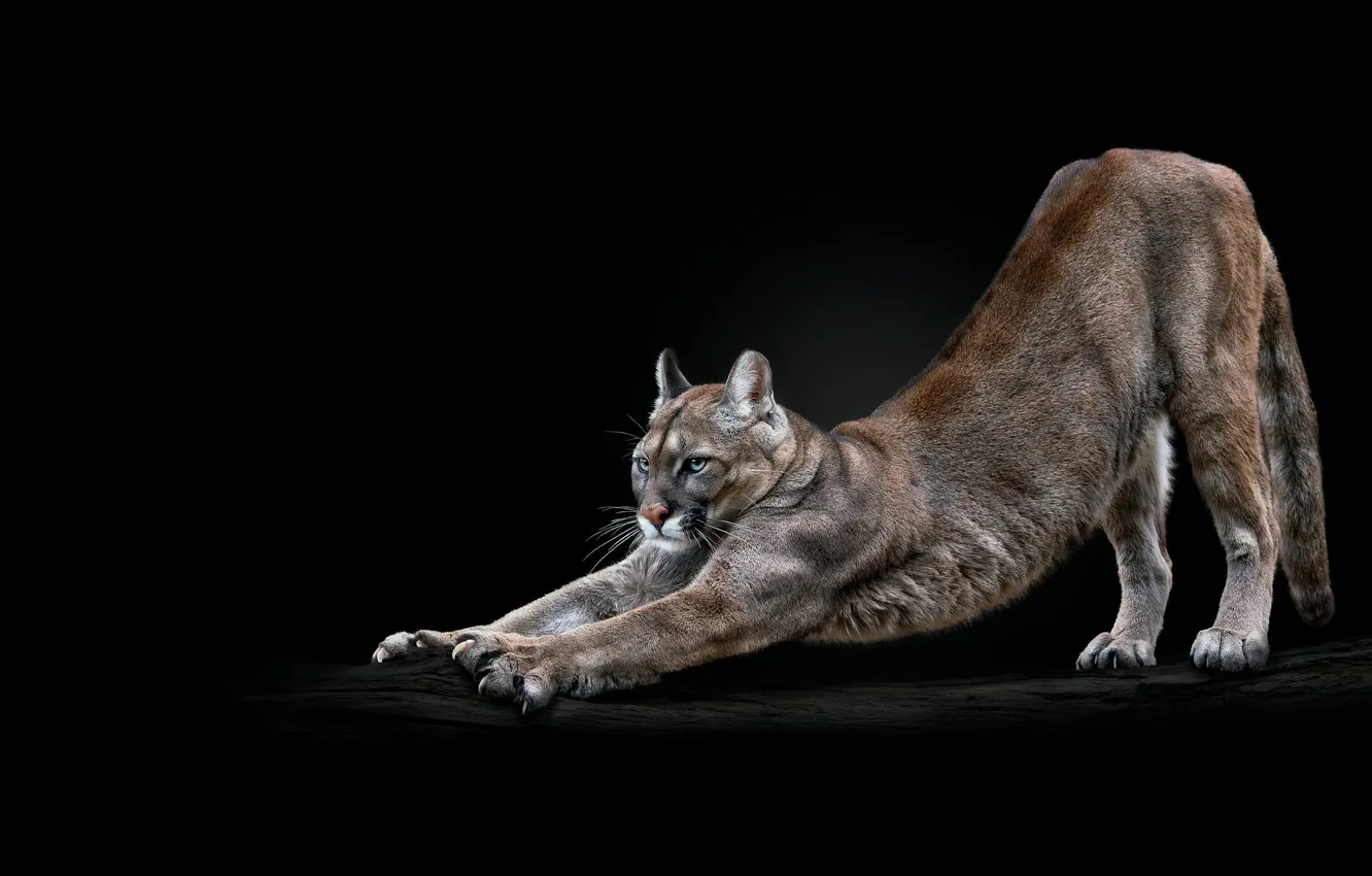 Photo wallpaper look, pose, log, black background, Puma, stretching, Cougar, scratching post