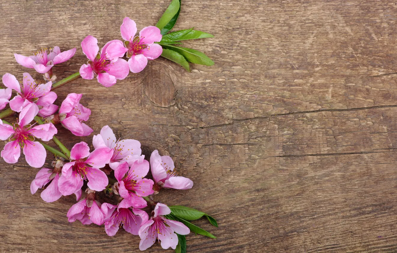 Photo wallpaper flowers, spring, petals