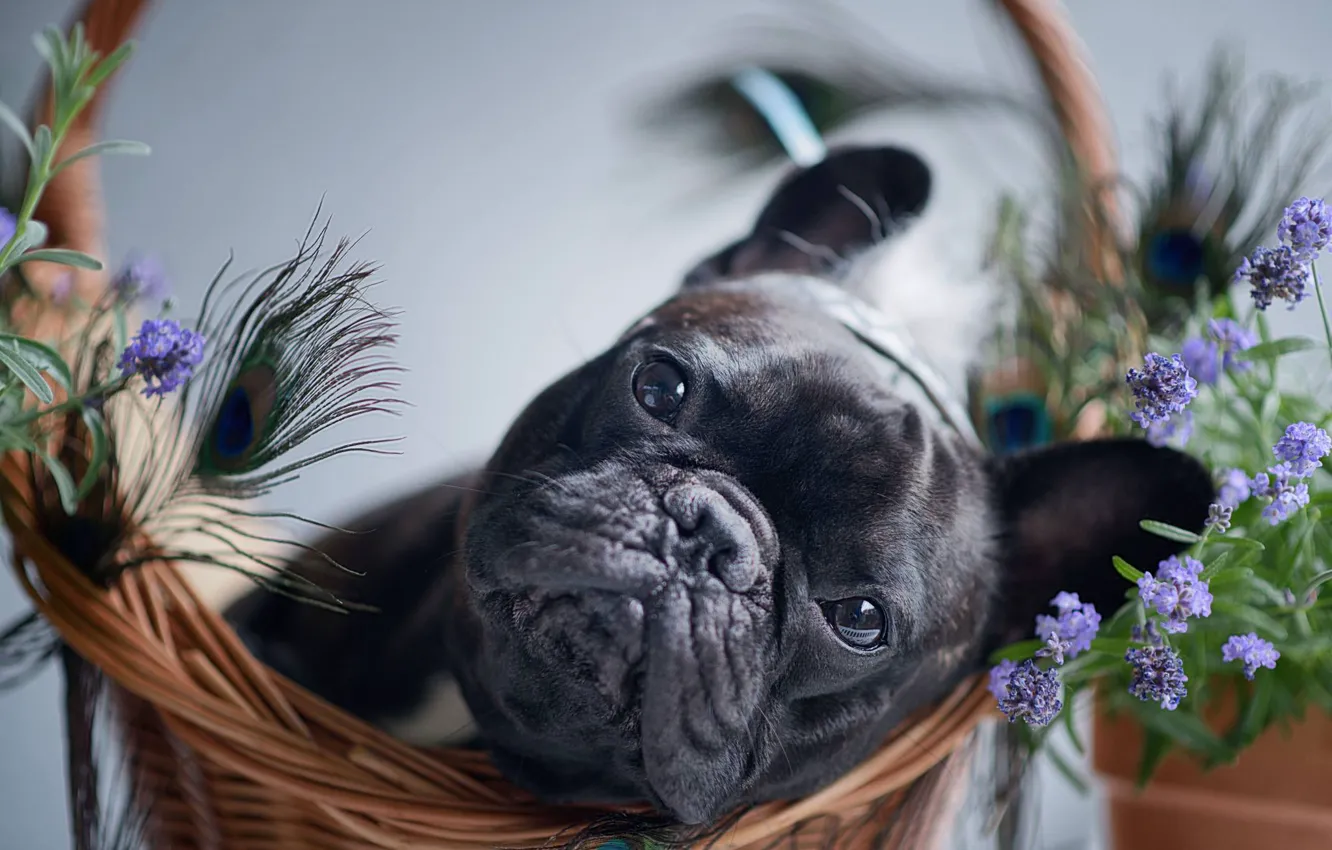 Photo wallpaper look, flowers, basket, dog, feathers, face, doggie, French bulldog