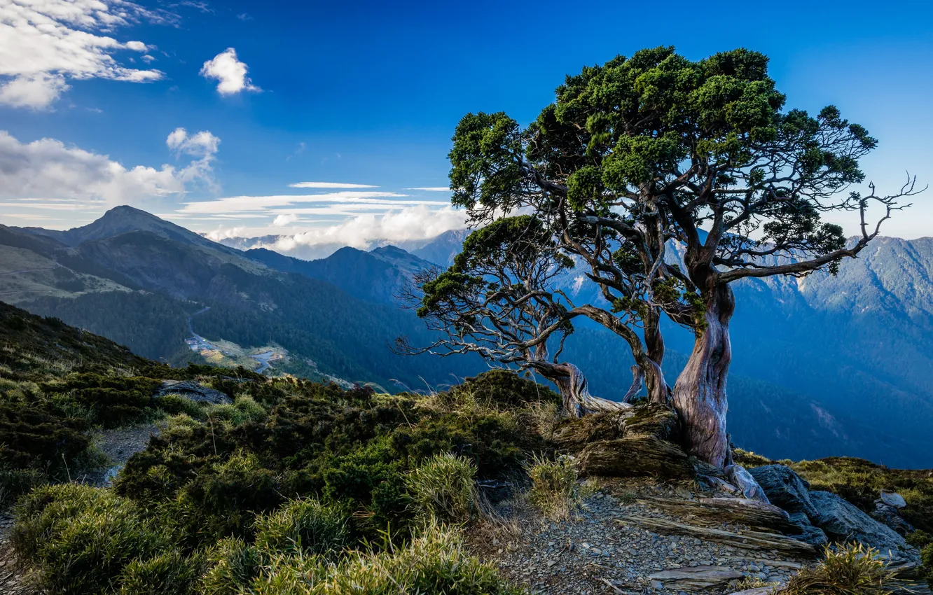 Photo wallpaper summer, the sky, grass, clouds, trees, landscape, mountains, blue