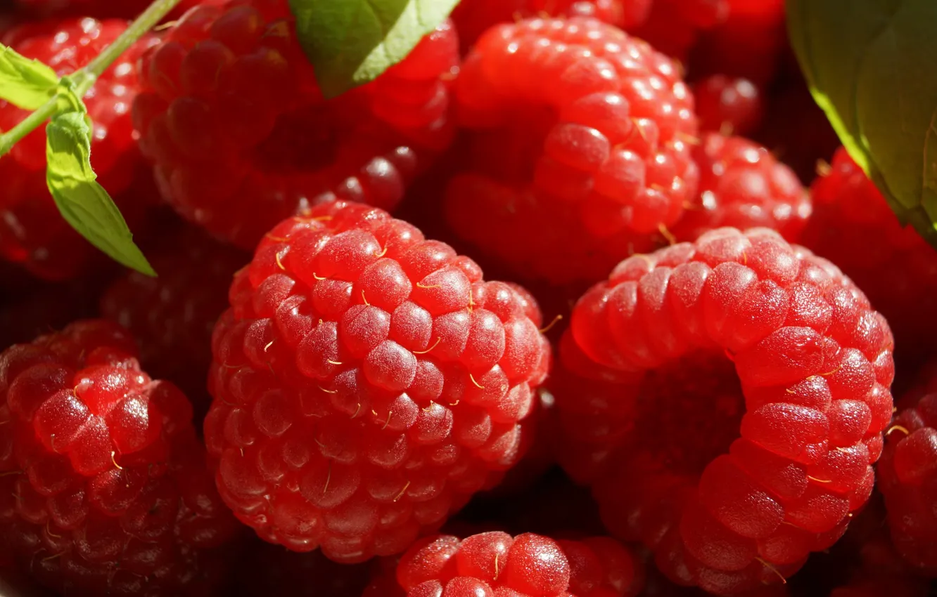 Photo wallpaper light, red, berries, raspberry