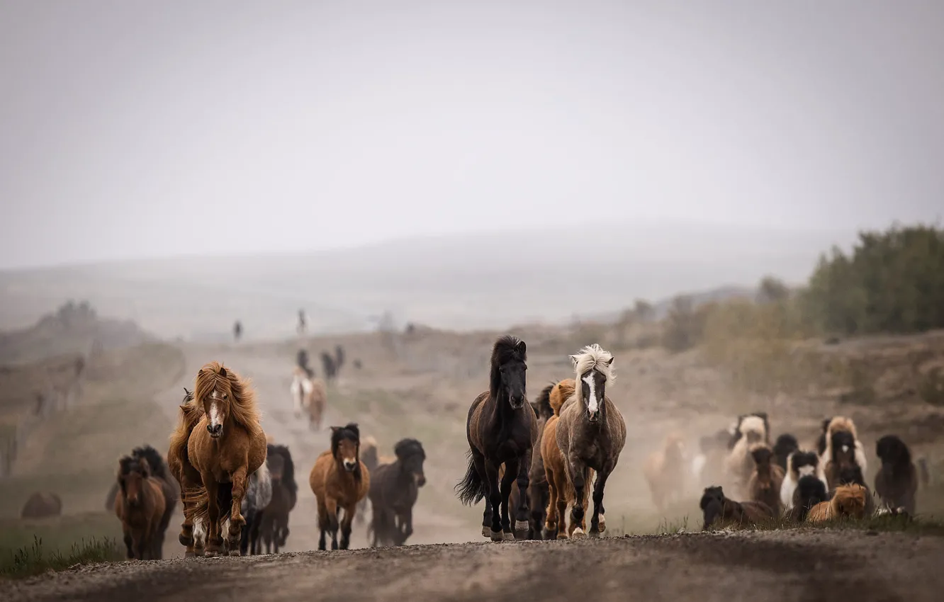 Photo wallpaper road, field, look, face, nature, horse, horse, dal