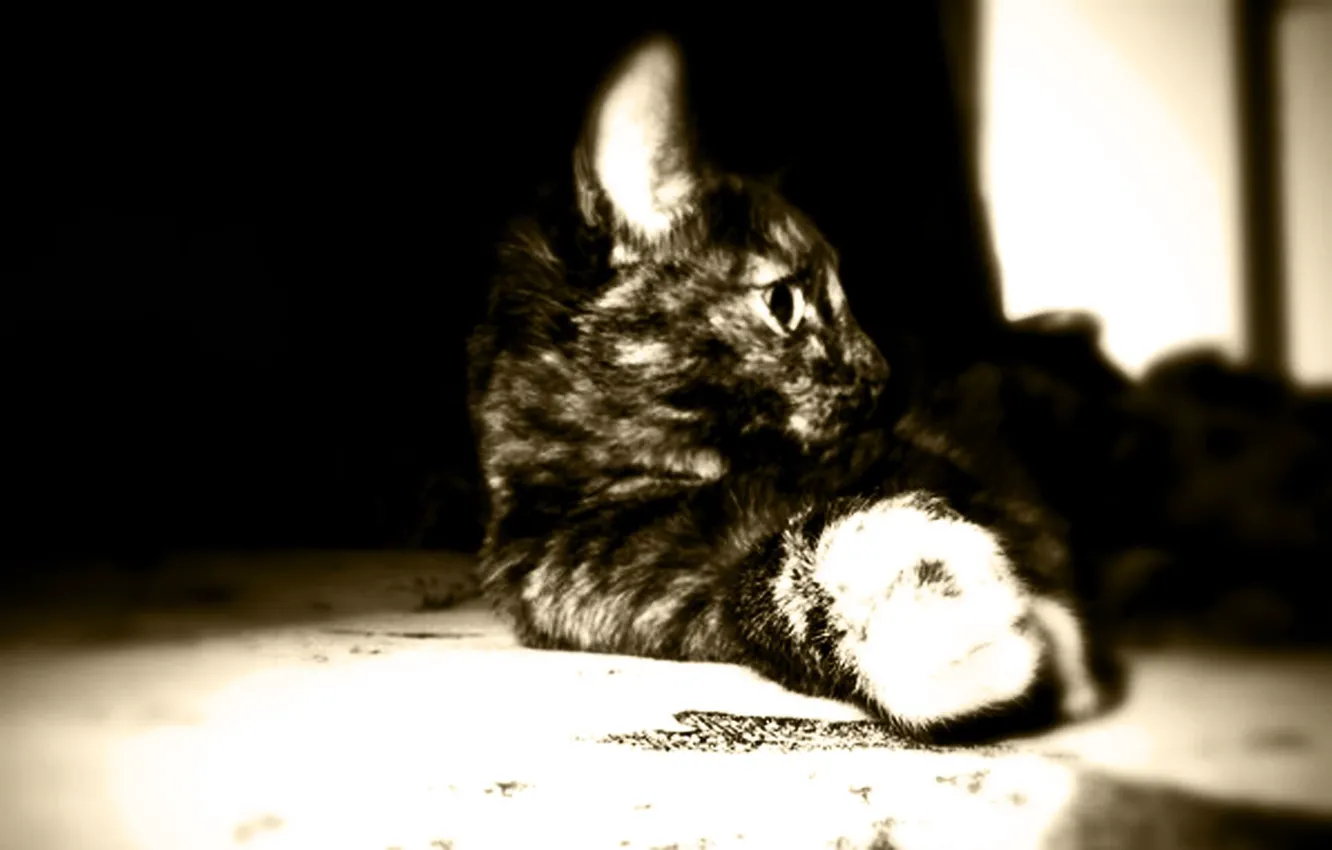 Photo wallpaper cat, macro, Sepia